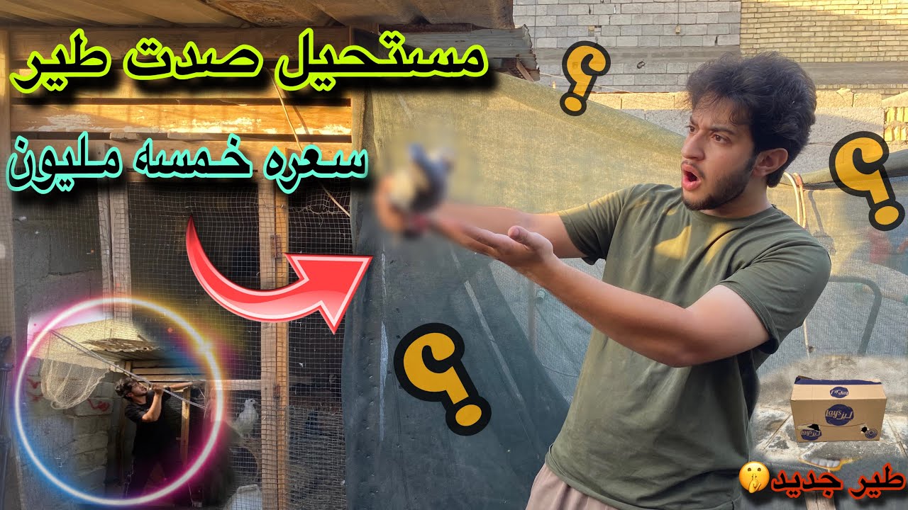 اخر لحضات😳وصل طير 87k شنو تتوقعون جبت طير جديد؟