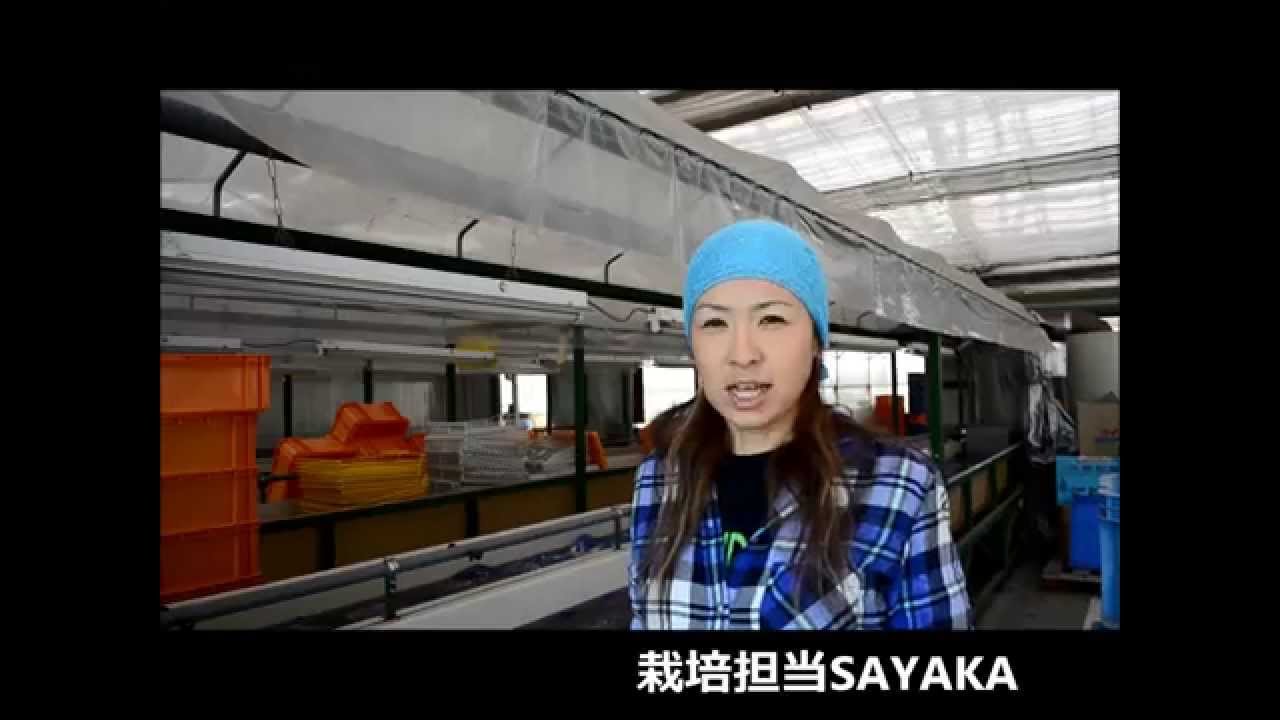 にんにく栽培【種子消毒編】～（2014.09.22）にんにくのよしだ家