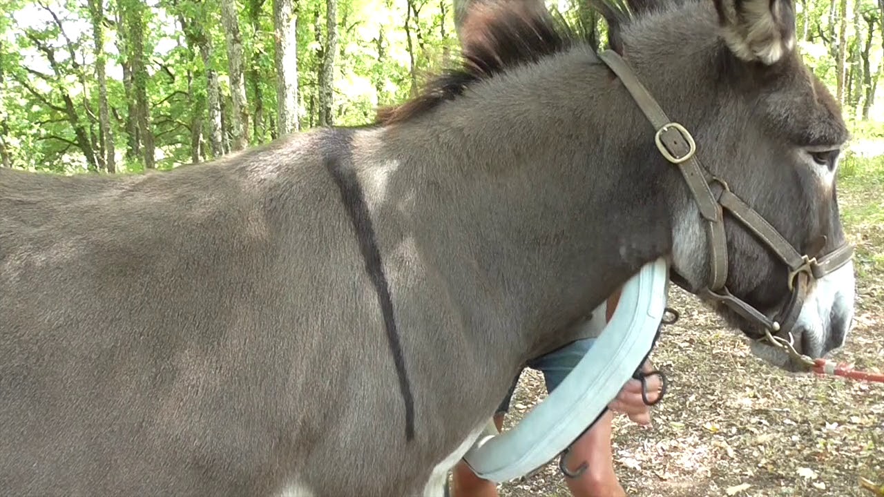 Kummet Randoline für Esel, Poneys, Mulis und Pferde