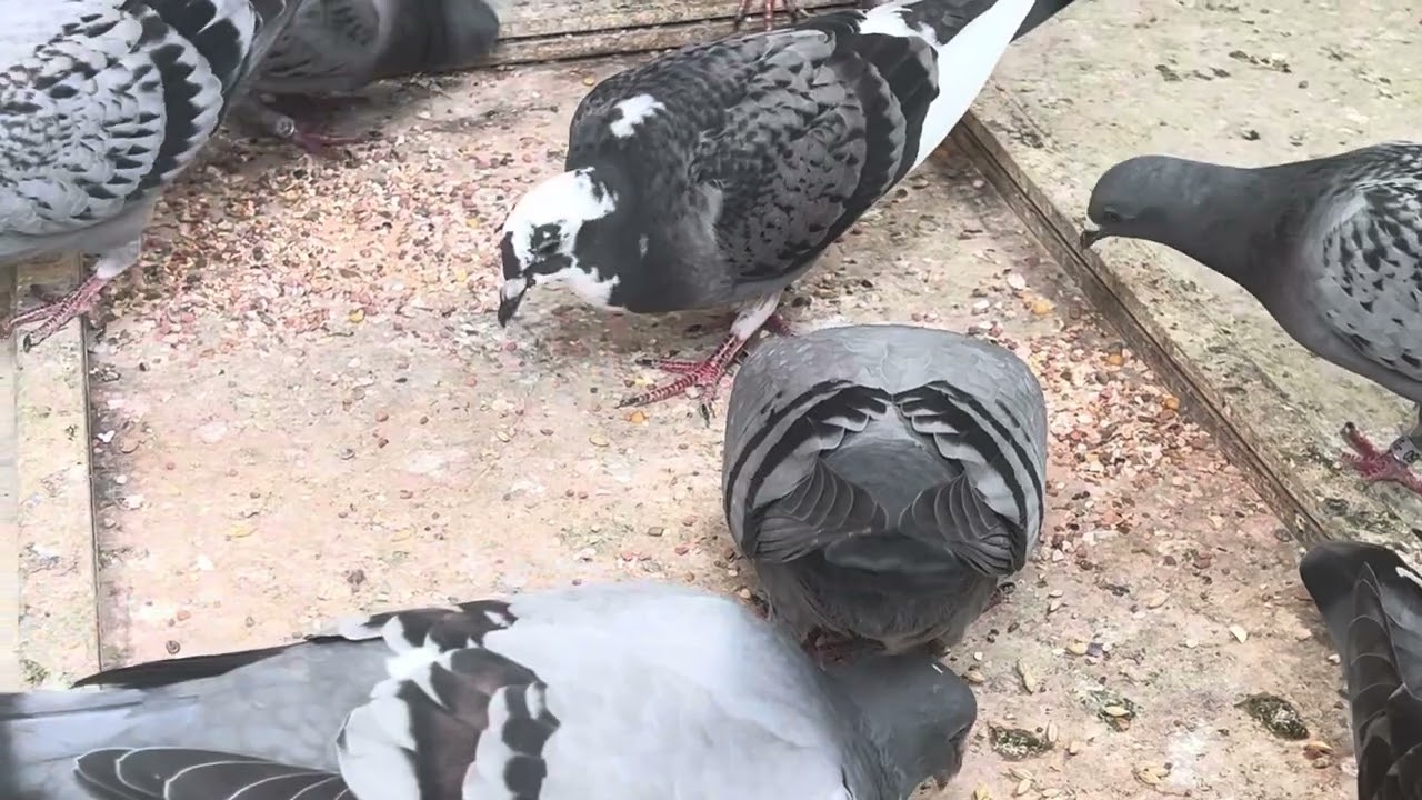 若鳩の成長過程　色々な要素、持ち味を把握して成長を見守る