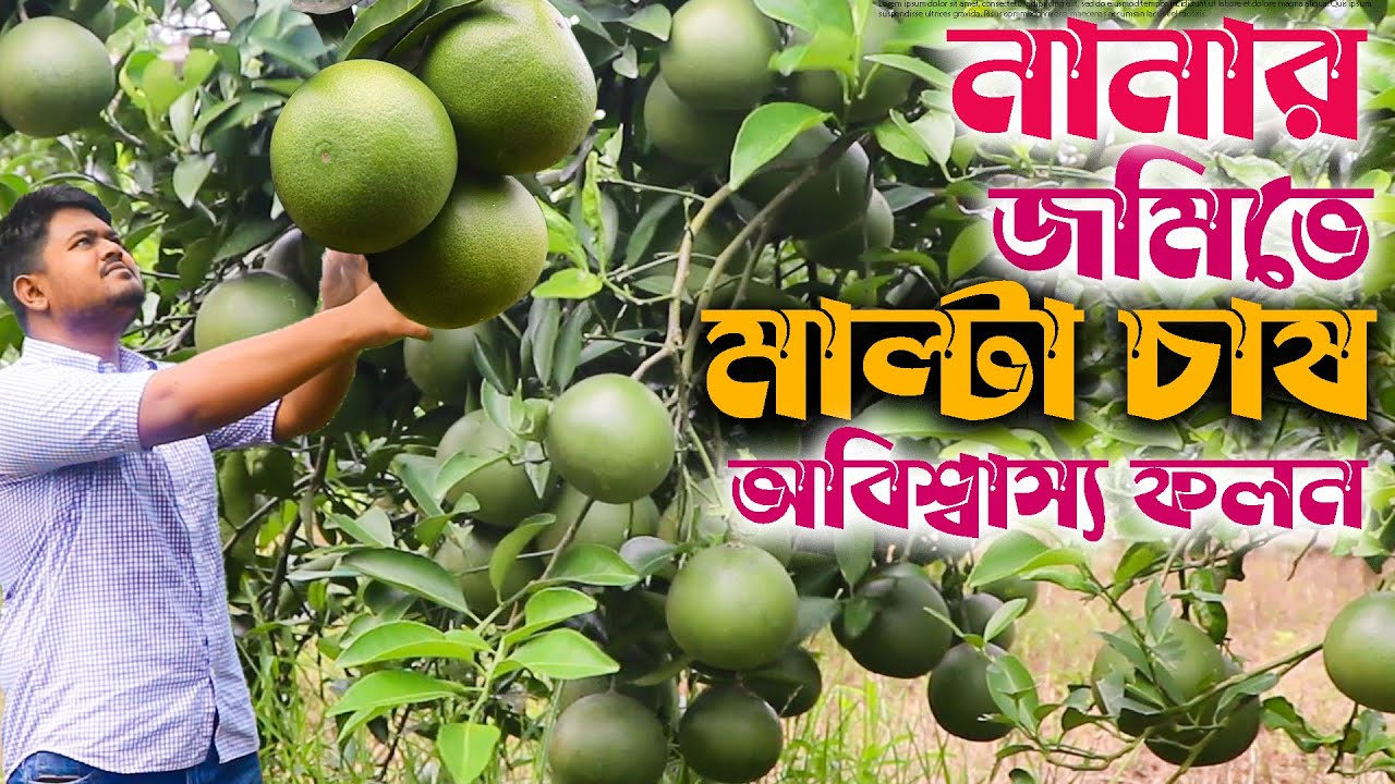 ভিয়েতনামি মাল্টা চাষের অবিশ্বাস্য সফলতা পেয়েছে তিতুমীর! মাল্টা চাষ পদ্ধতি | Vietnam Malta Farming