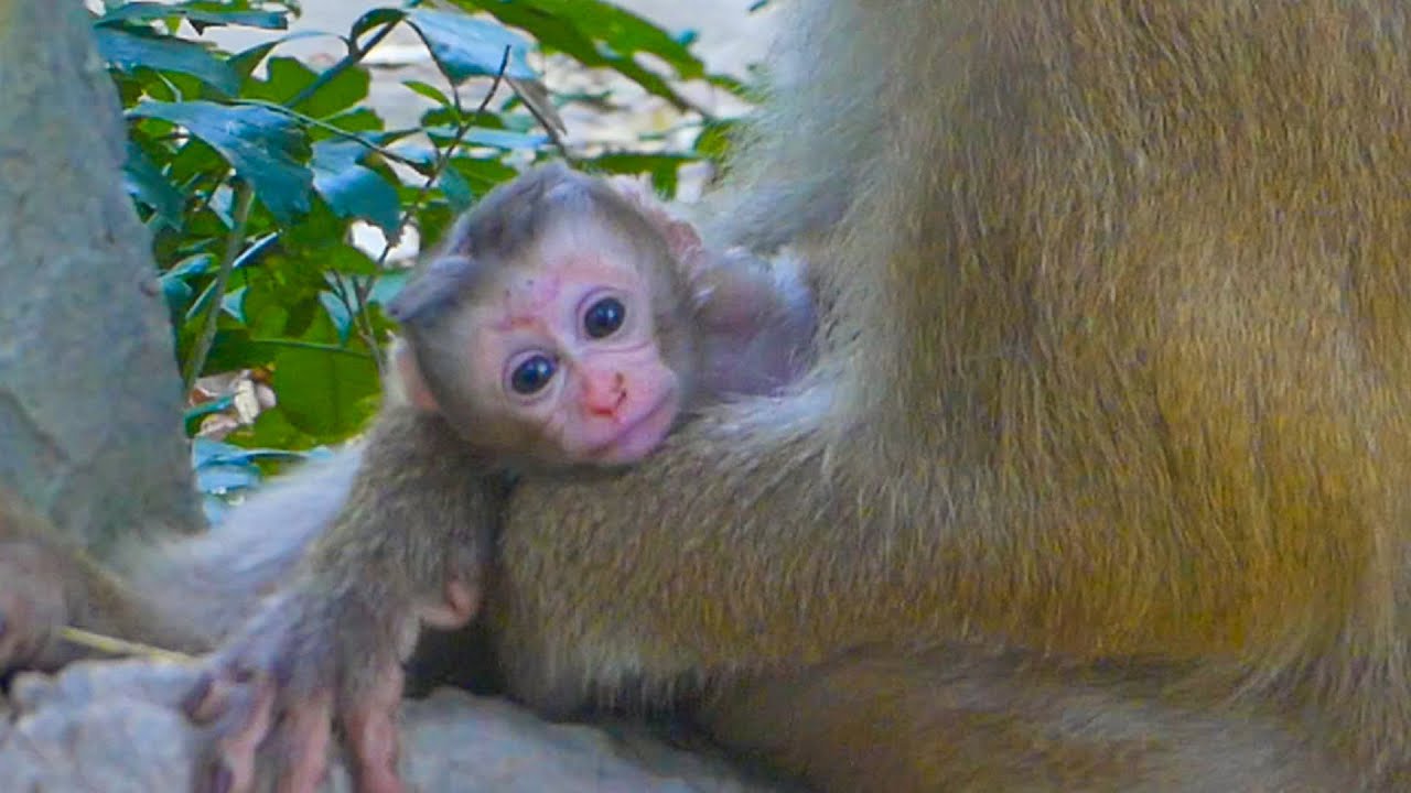 Sweetie Newborn Rina with her adorable face's reaction, but her bro Robin looks sad