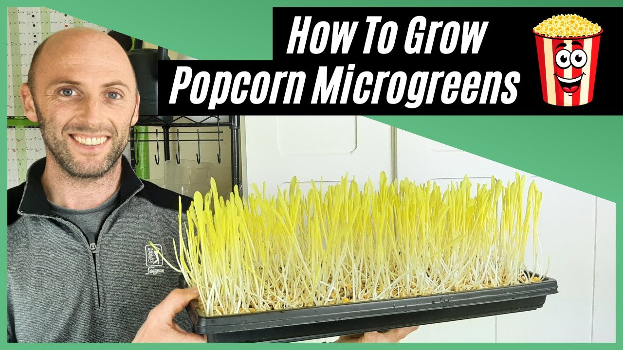 How to Grow Popcorn Microgreens [Without a Dome]