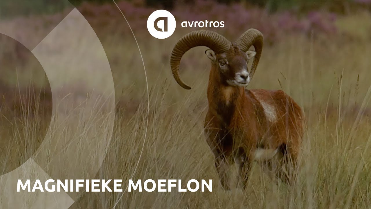 Wild in Nederland: magnifieke moeflon