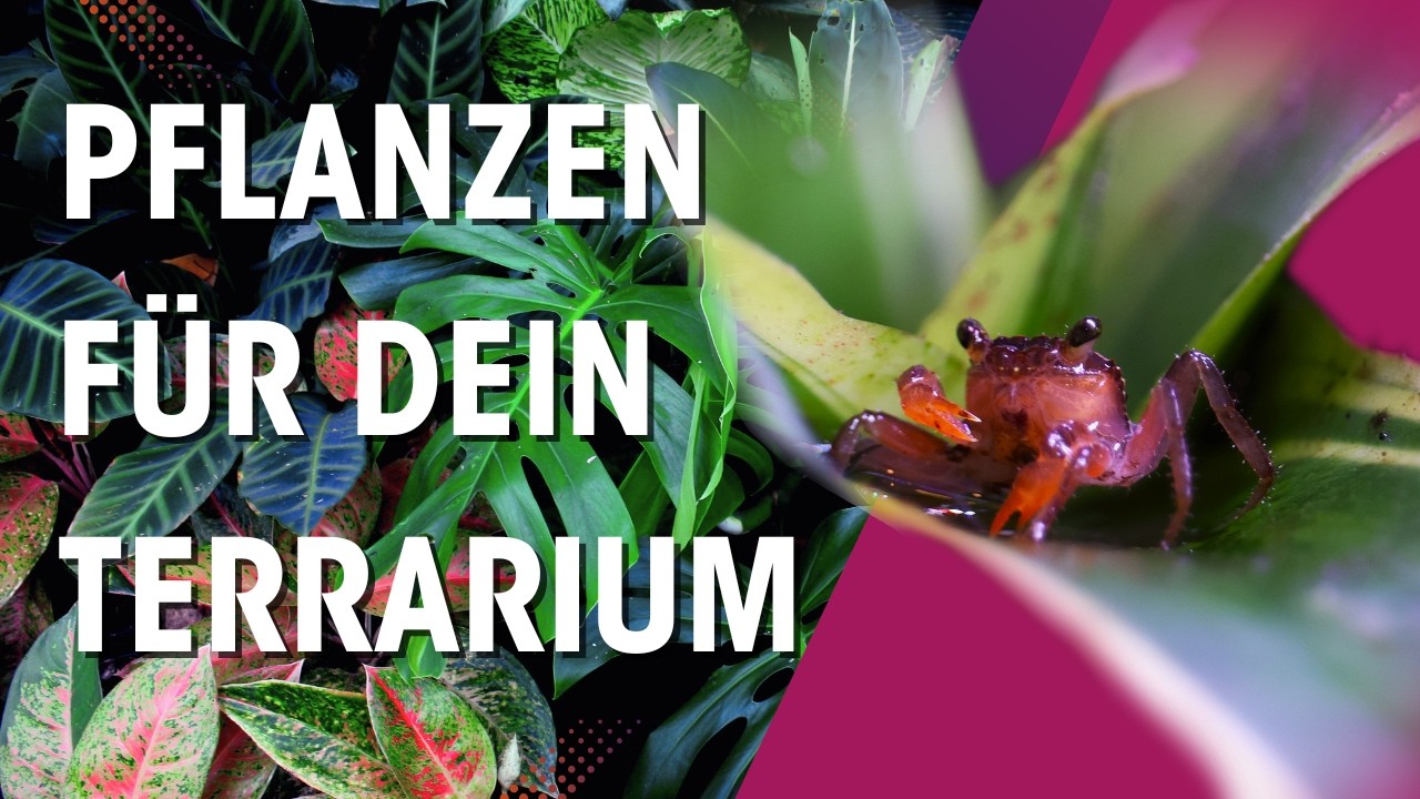 REGENWALD-FEELING daheim: Perfekte Pflanzen fürs TERRARIUM