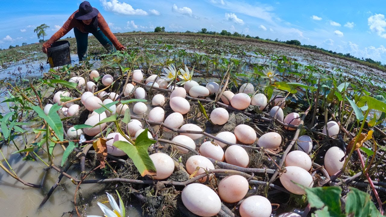 Harvesting Wild Eggs in the Morning Sun