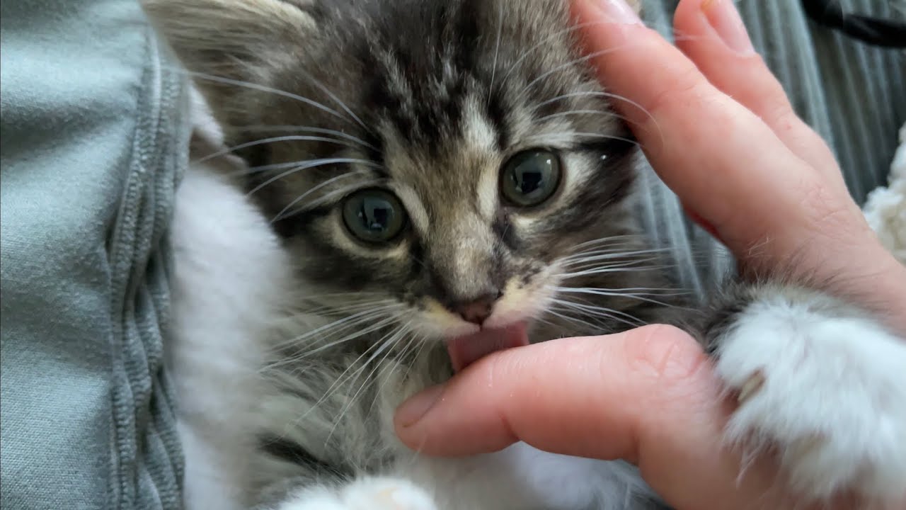 asmr with my kitten (playing, tapping, tracing, crinkles)