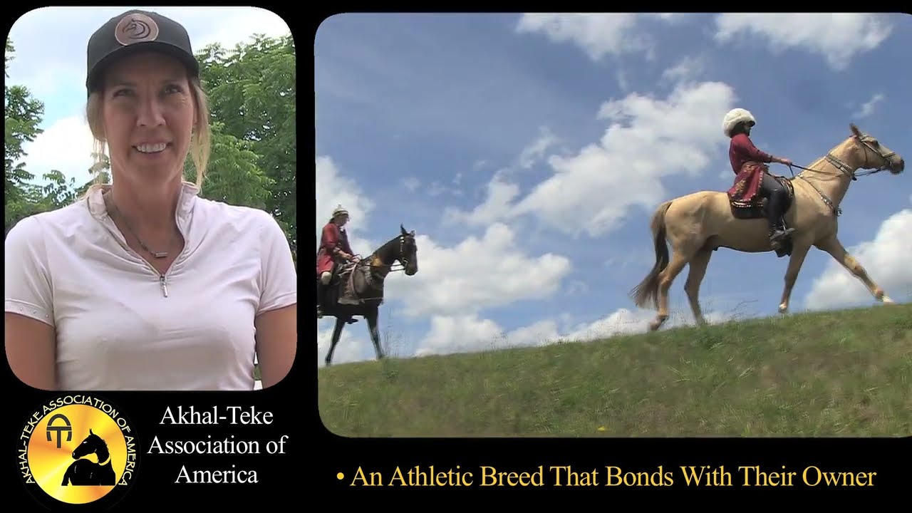 THE AKHAL TEKE - A HORSE OF HISTORY  •  A HORSE FOR TODAY