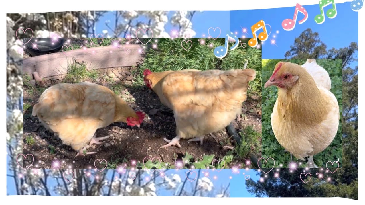 singing birds 🎶 white flower tree🌼blue sky🌿☀️early-March🐓Buff Orpington twenty-one months old hens