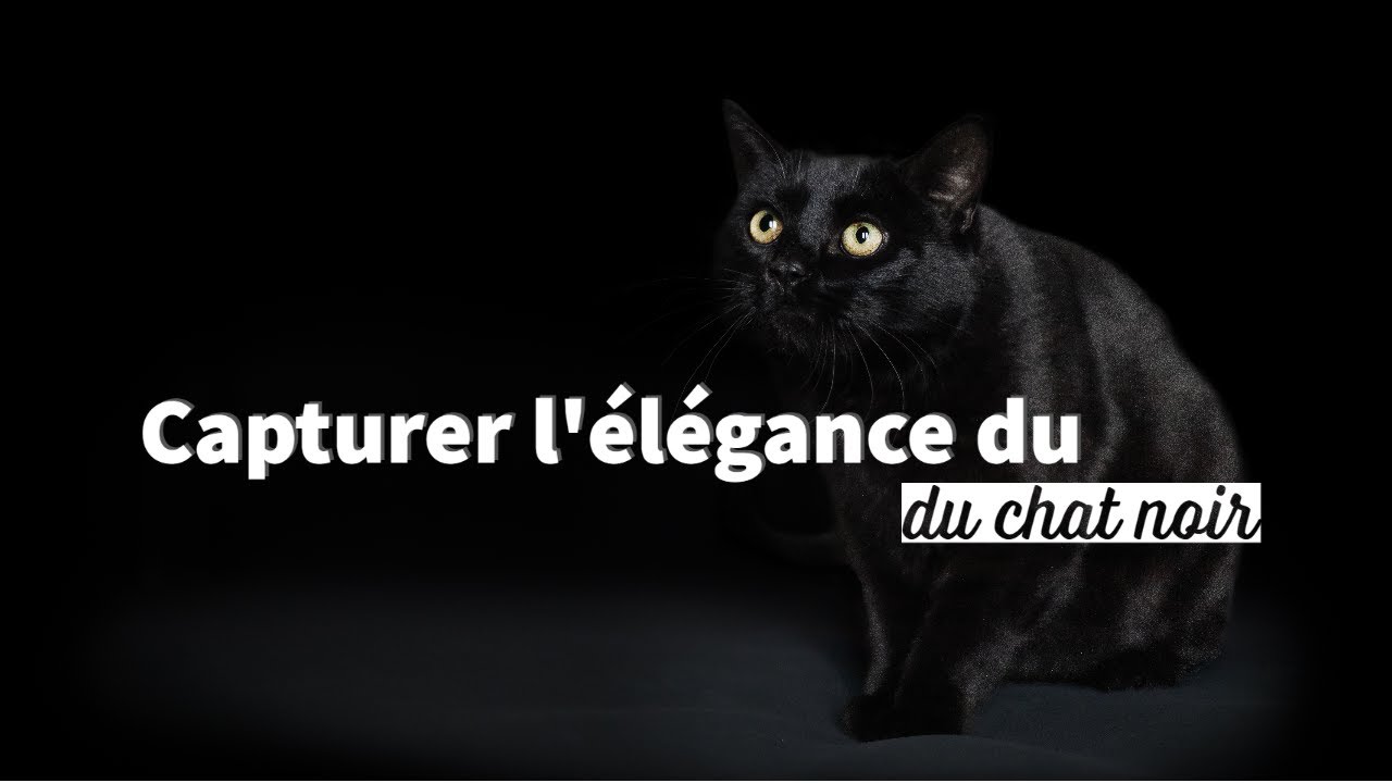 Capturer l'élégance d'un chat noir sur fond noir: Conseils pour réussir tes photos