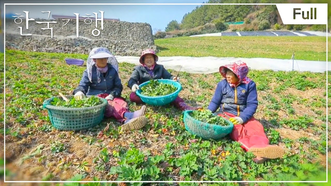 [Full] 한국기행 - 소쿠리에 담아 봄 1부 ~ 5부