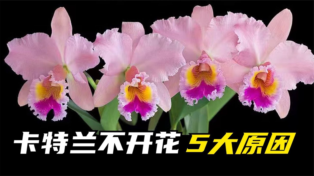 300 嘉德丽亚兰不开花5大原因，您中了几个？做到其中3点，开花没问题