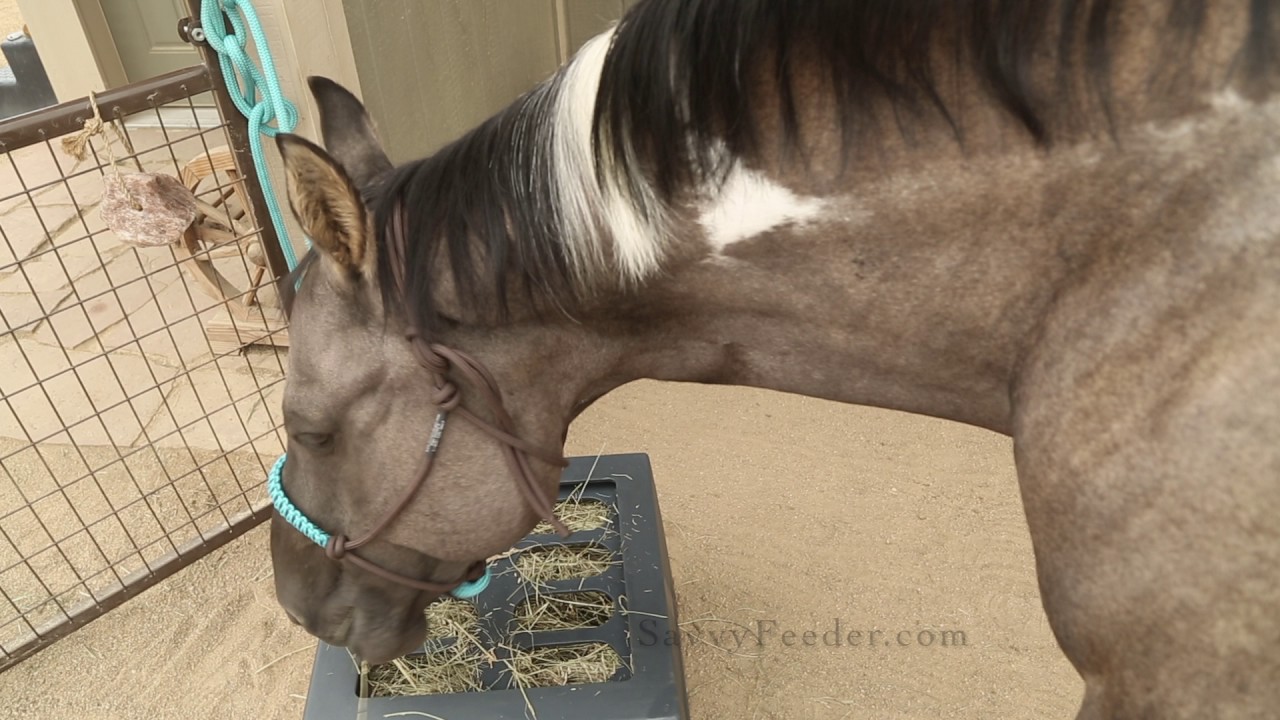 Savvy Feeder: How and when to use a feeder