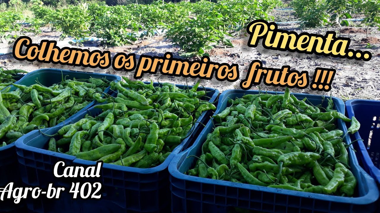 PIMENTA DE CHEIRO 👉 PRIMEIRA COLHEITA / CATAÇÃO DA NOVA HORTA 👍!( 2 meses 😀)# MARANHÃO
