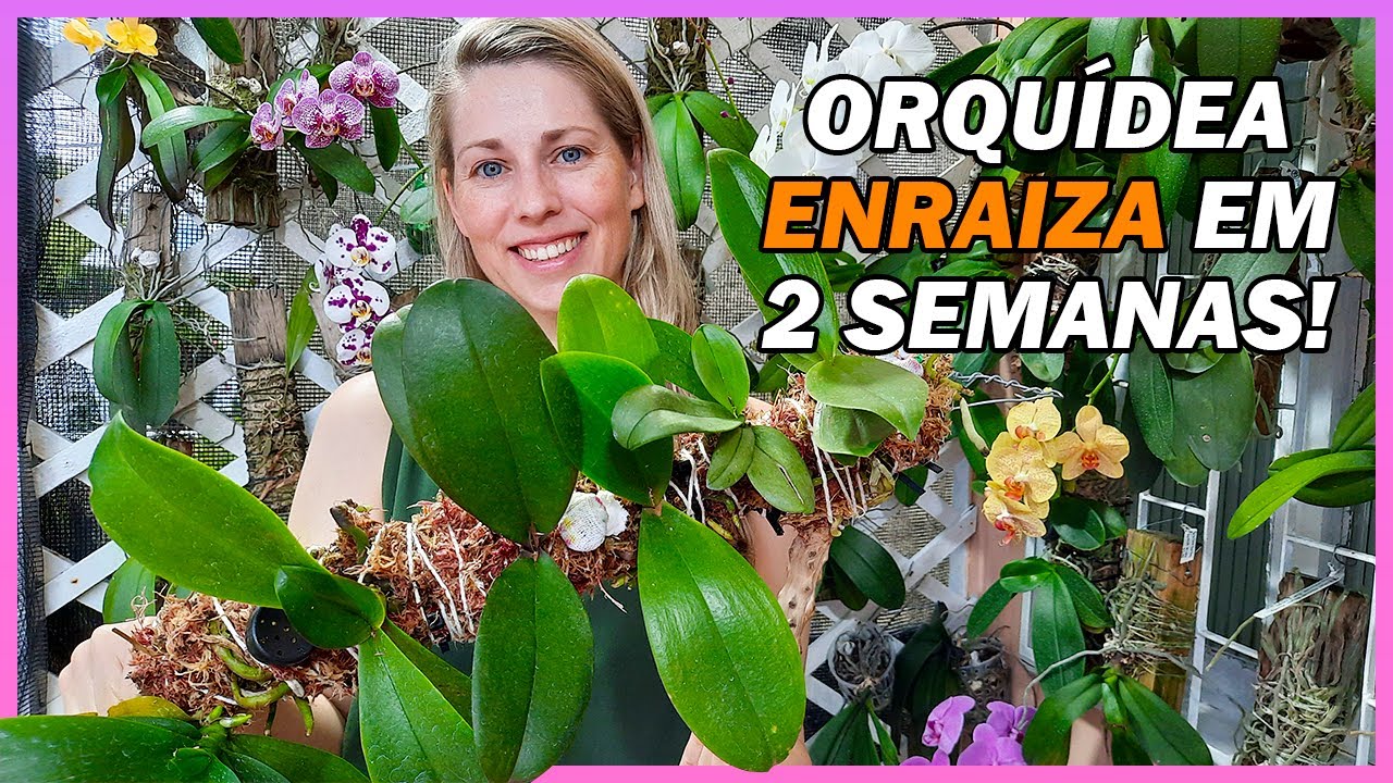 Plante sua Orquídea na Madeira e ela vai Enraizar em 2 Semanas
