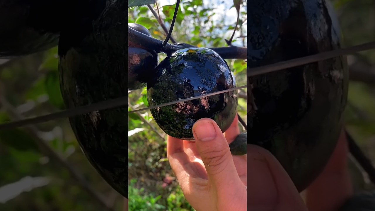 Most expensive and tasty fruits 😋🍎🍉🥭🍓🍊