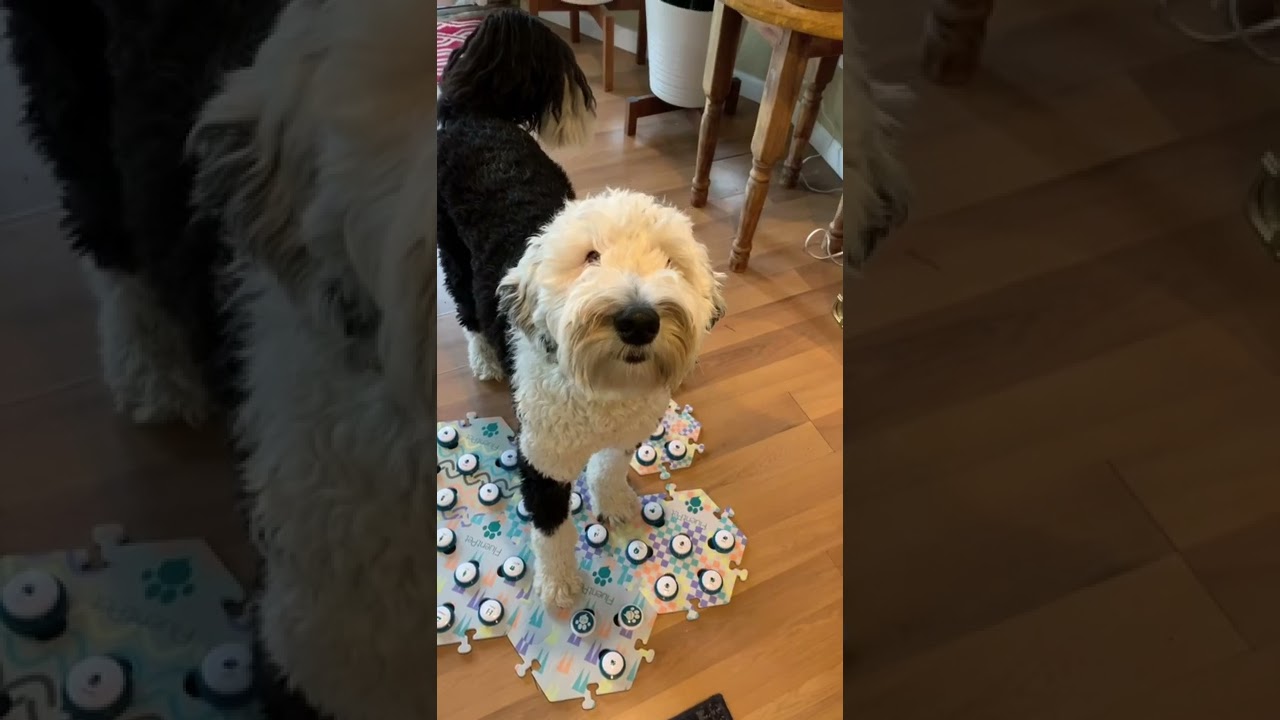 We glitched🤣 #bunnythedog #fyp #glitched #whatishappening #doggo