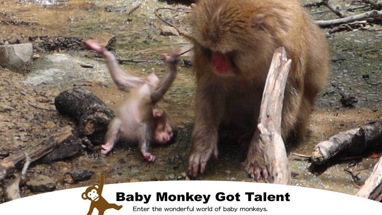 Тревога! Шатающийся детёныш обезьяны/ monpai monyet snow monkey