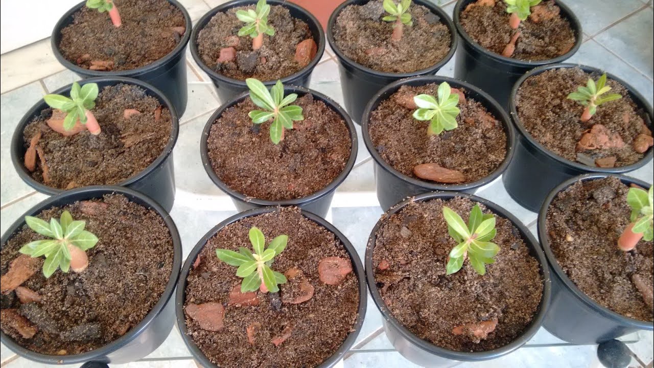 Rosa do deserto: como replantar as mudas novas - primeiro vaso.