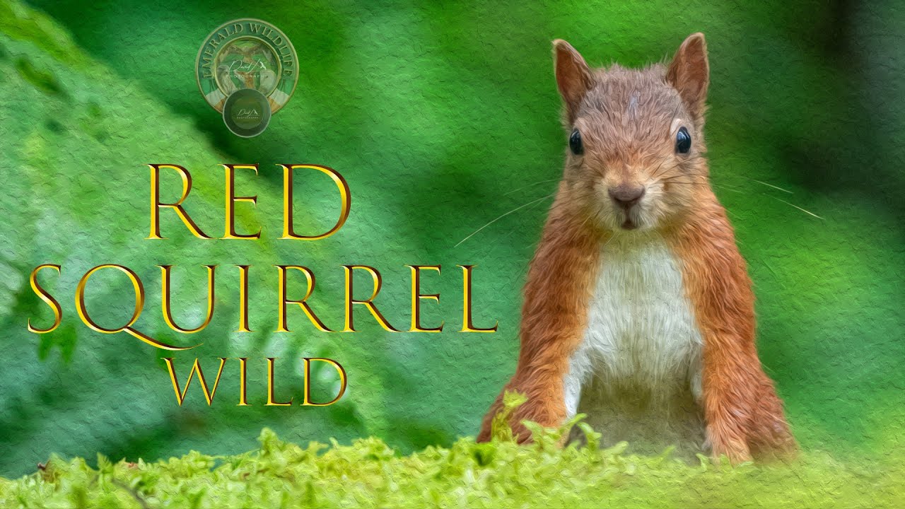The Red Squirrel - Ireland 2023 ~ IRISH WILDLIFE PHOTOGRAPHY