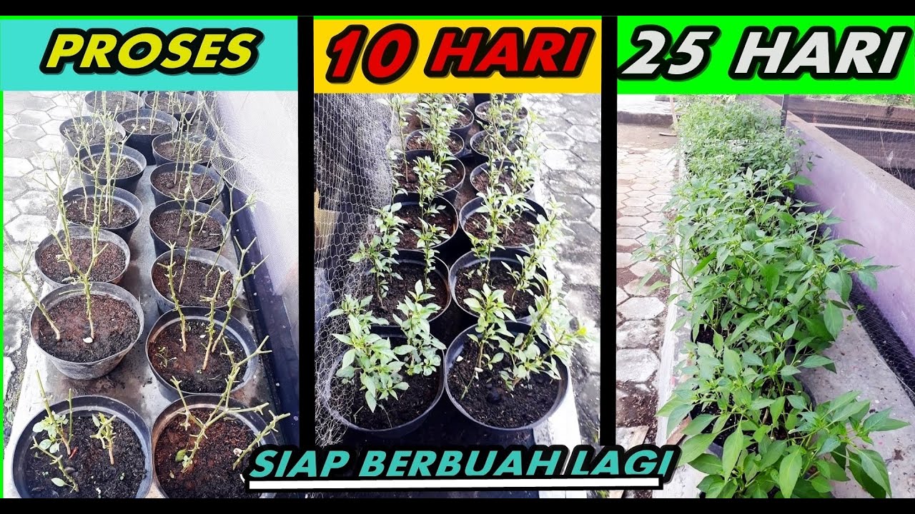Daun Cabe Keriting Parah Jadi Subur dan Buahnya Lebat Kembali