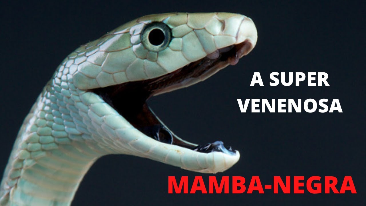MAMBA NEGRA - UMA DAS SERPENTES MAIS TEMIDAS E VENENOSAS DO MUNDO!!!