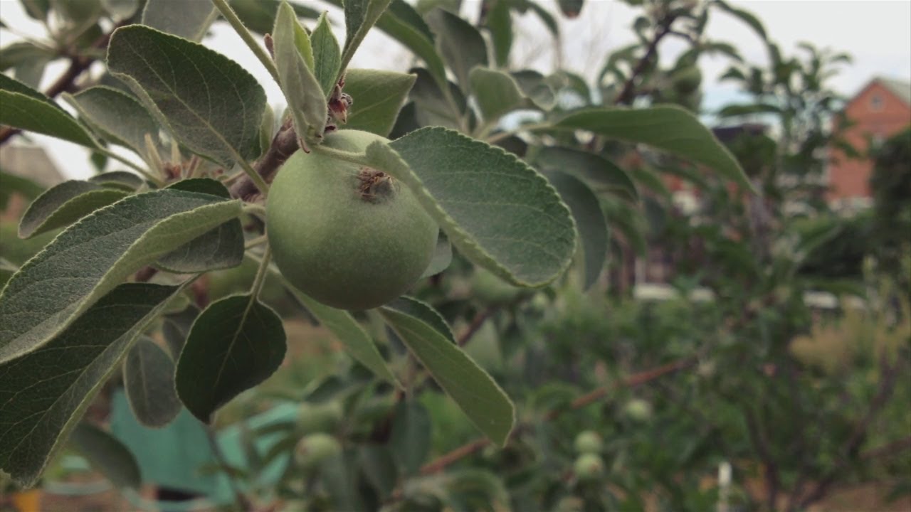 iPhone 4s video test