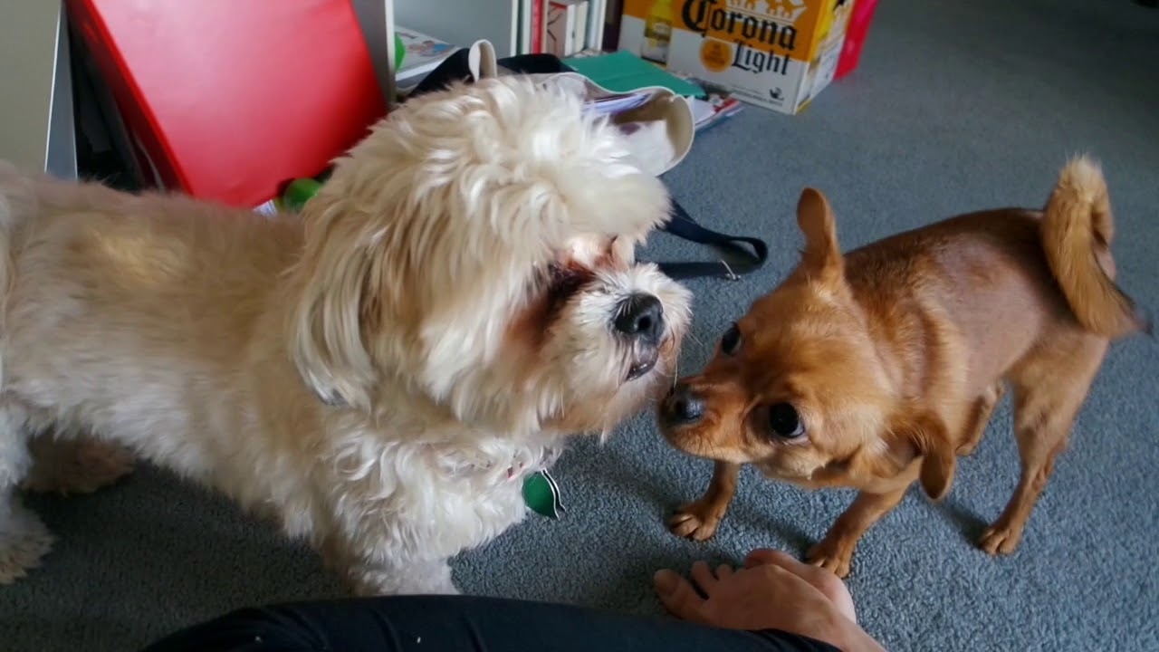 Puppy Playdate | The Dameranian Diary