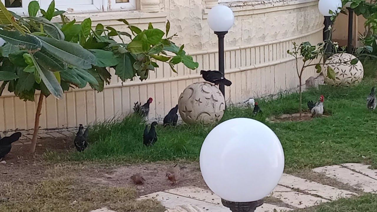 MGA MANOK NI BOSSING PAKIININ MUNA||Else Cortes