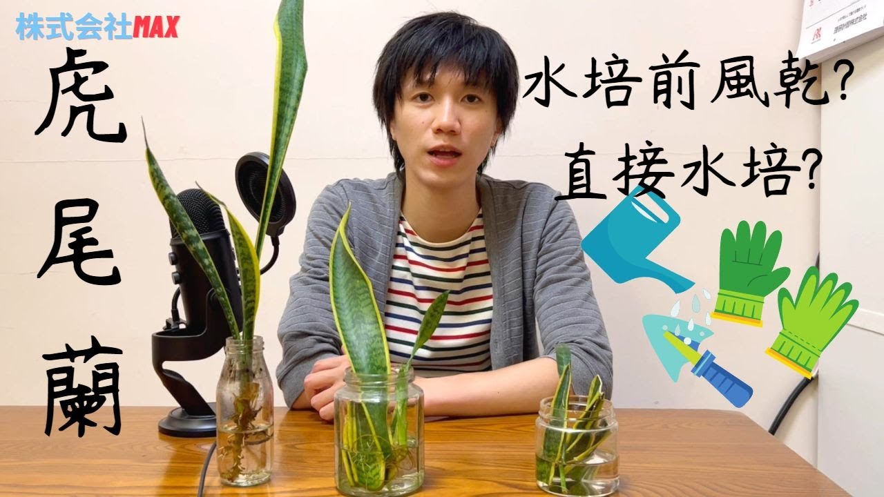 虎尾蘭實驗，水培前到底要不要風乾? 快速發根的關鍵其實在這裡 -株式会社Max