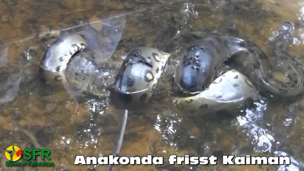 Anakonda frisst Kaiman