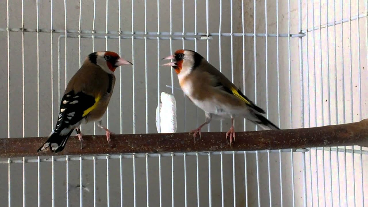 Καρδερίνες ζευγάρι - carduelis balcanica