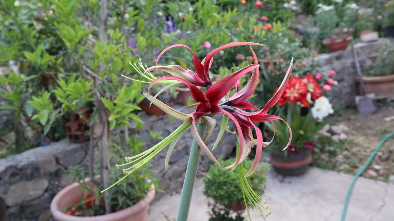 Hippeastrum cybister - flora argentina 