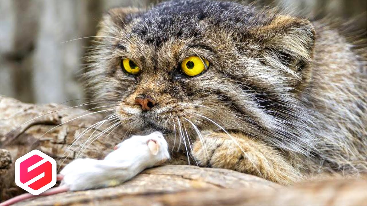 INI DIA KUCING PALING MEMATIKAN DI DUNIA, Kemampuannya Mengalahkan Singa.