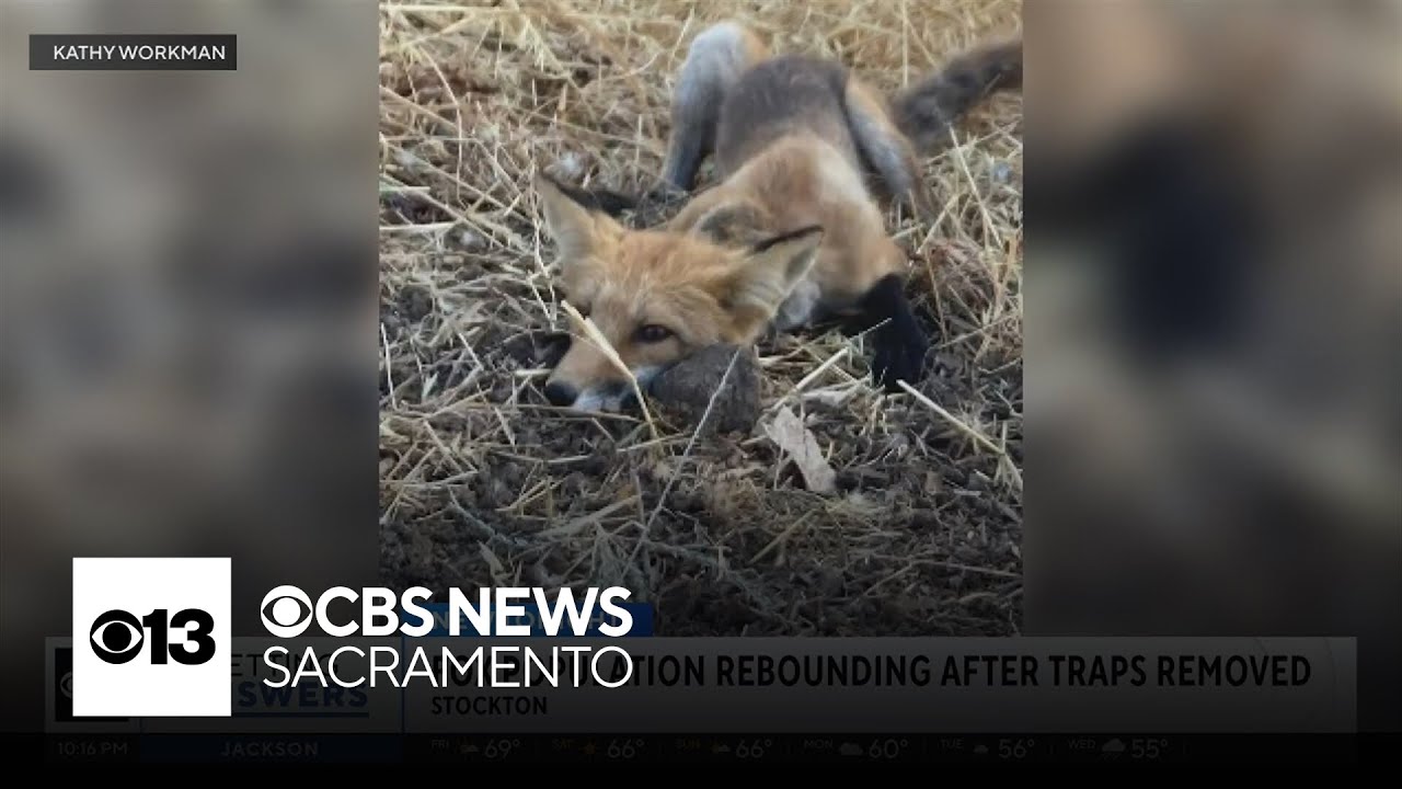 Stockton fox population rebounds after illegal traps removed