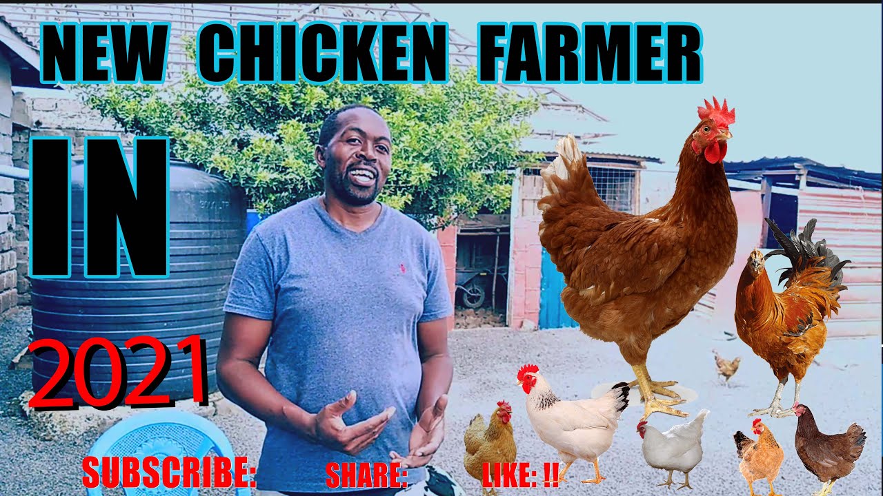 ADVISE TO NEW CHICKEN FARMER 2021