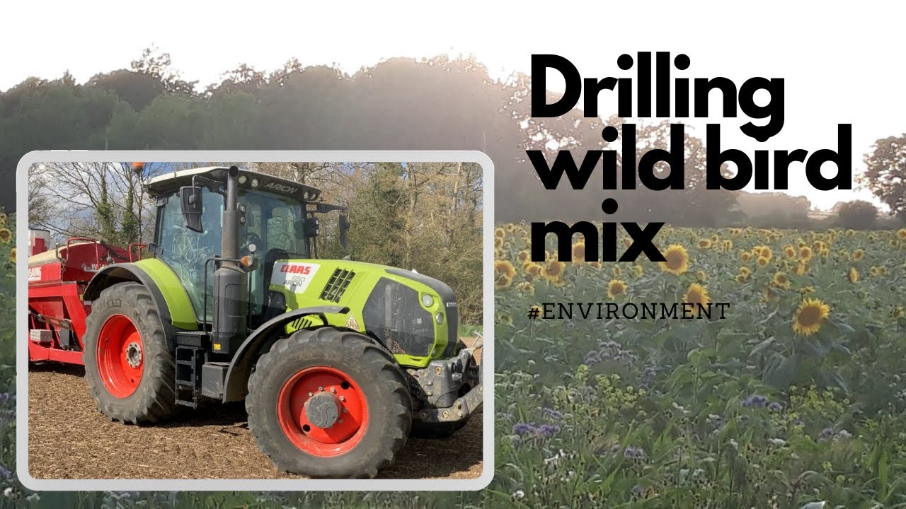 Drilling seeds to feed the wild birds