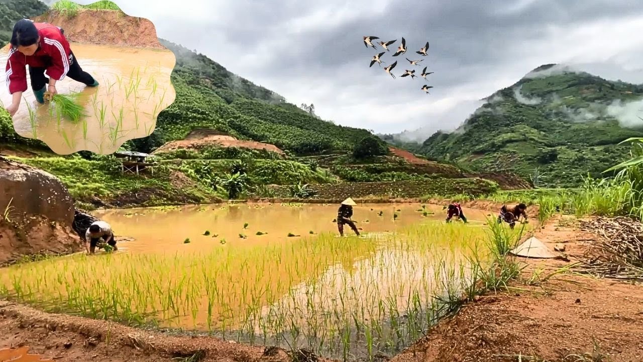 #dailyvlog || 4 Người Cấy Bốn Cân Giống - Đã Bao Lâu Rồi Bạn Chưa Đi Cấy ?