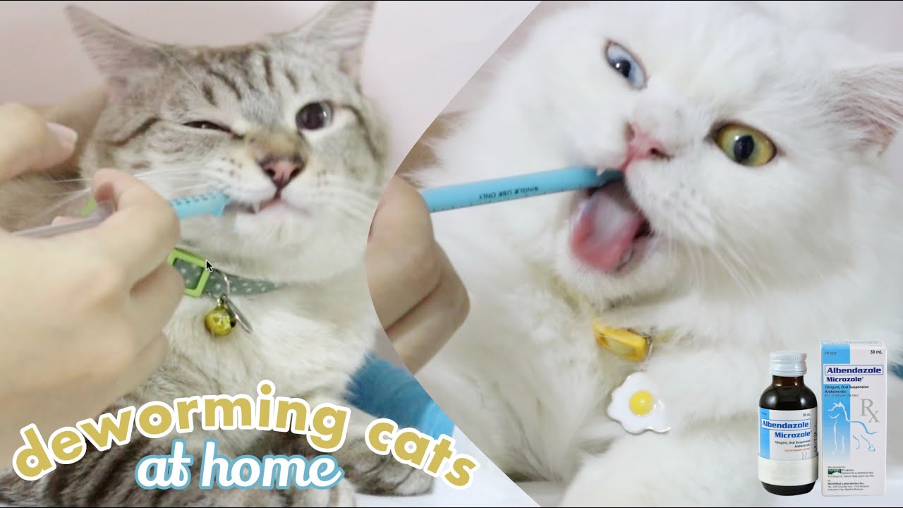 how to deworm cats at home 2021 | albendazole microzole | philippines