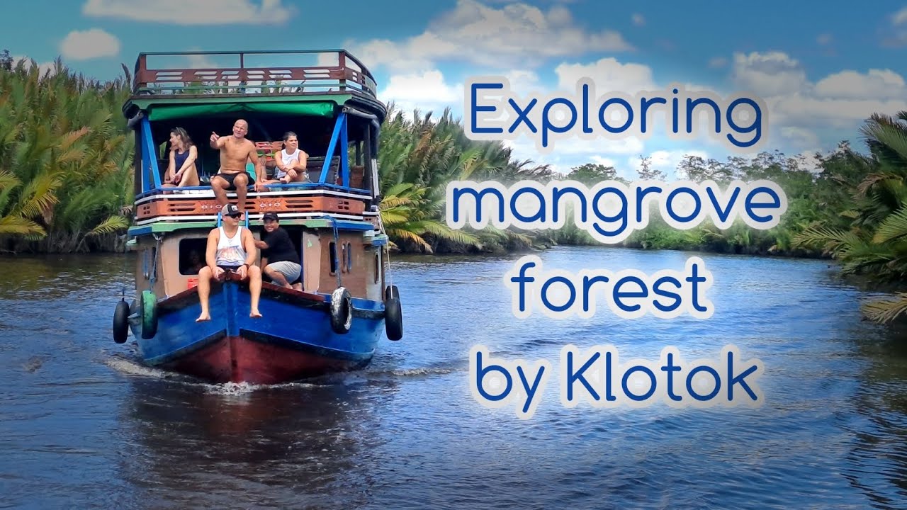 Exploring mangrove forest by Klotok in Tanjung Puting National Park