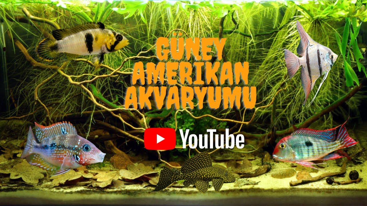 Güney Amerikan Akvaryumu Kurulumu - Rio Nanay ve saz arkadaşları :)