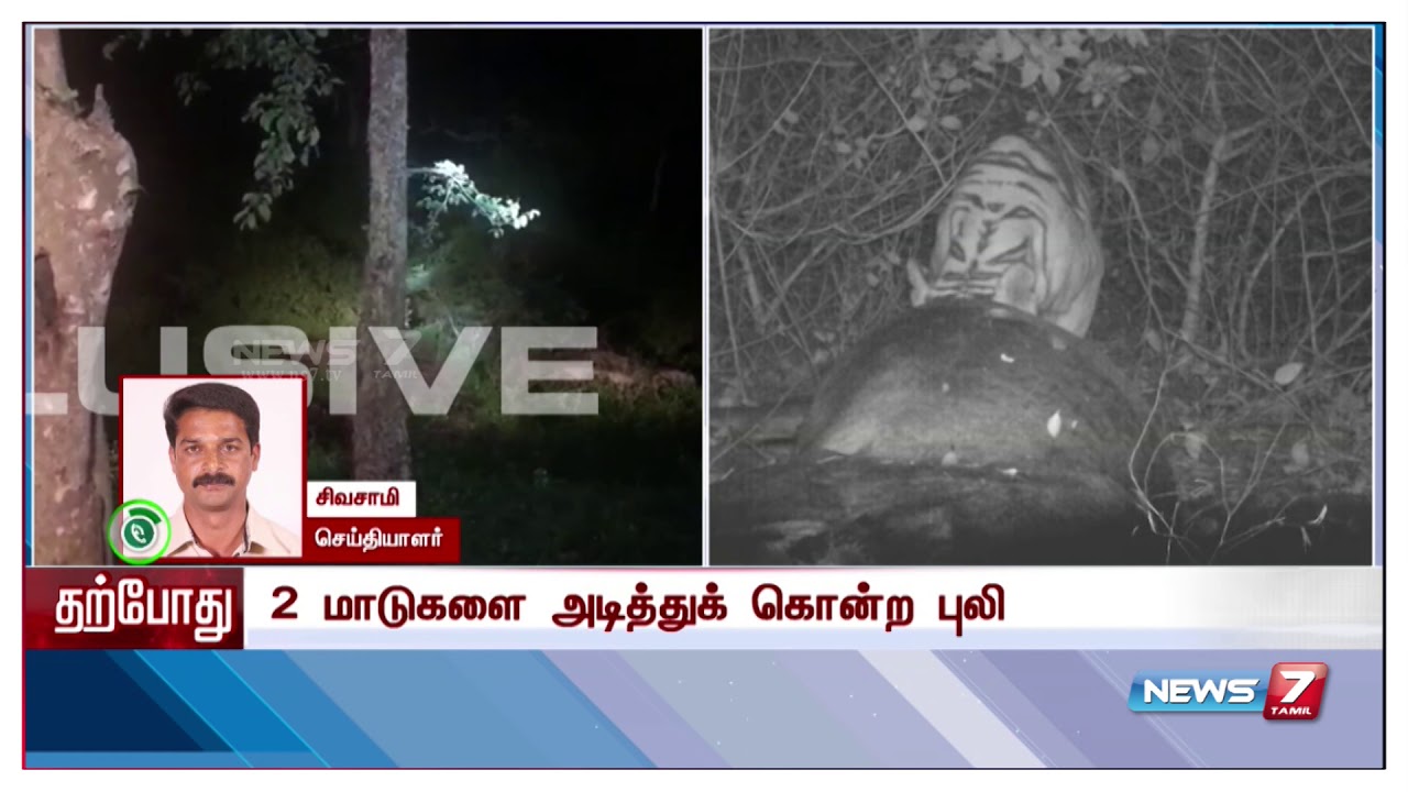 A tiger killed two cows in a village near Mudumalai.