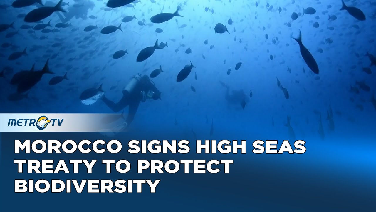 High Seas Treaty Promotes Marine Protected Areas and Scientific Collaboration