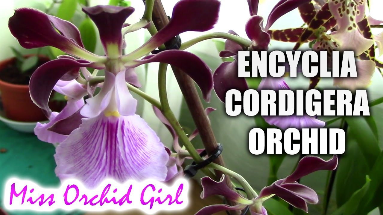 Encyclia cordigera - The cocoa orchid!