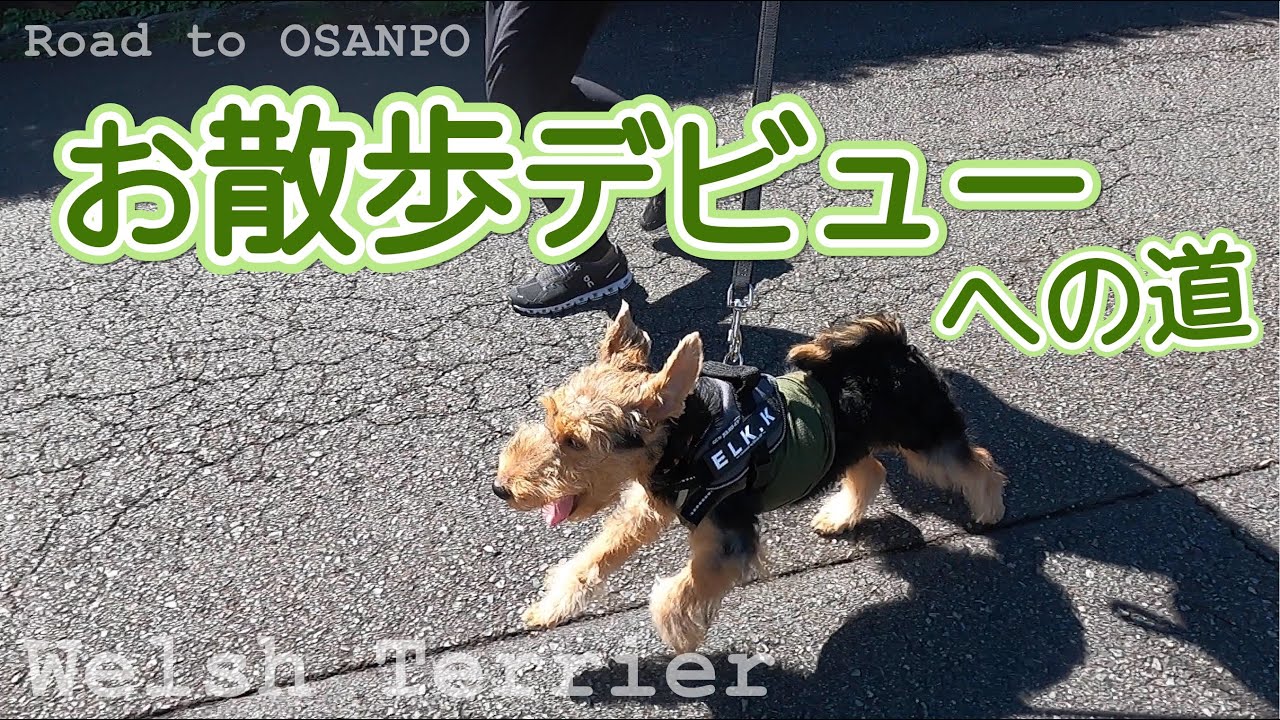 【お散歩デビュー記念！】初めてのお散歩なのに大爆走！秘訣はお部屋トレーニング♪ウェルシュテリア | ELK - a little monster - Welsh Terrier - #004