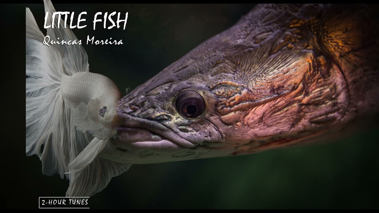 Little Fish - Quincas Moreira | 2-hour tune | Endless loop | Copyright Free!