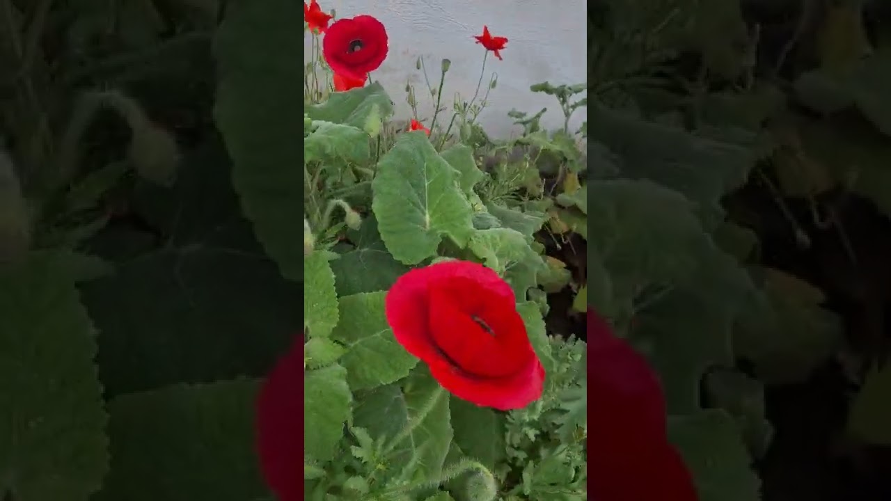 Een rondje langs de geveltuin