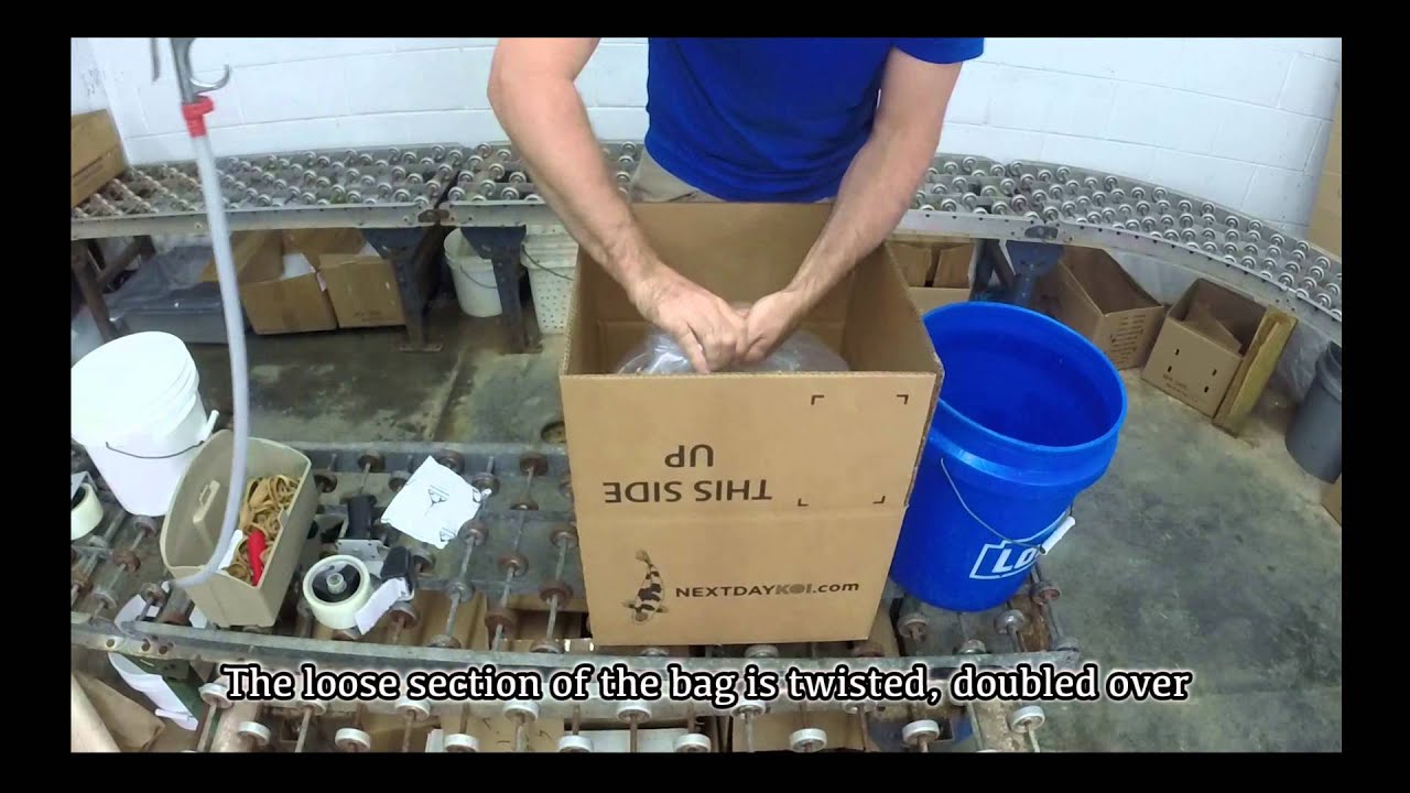 Packaging Live Koi Fish For Shipment - NextDayKoi.com