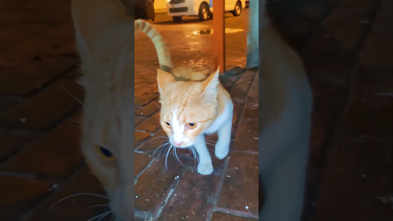 Street cats 🙀🌿are hungry❤️🙀 in night & looks food 