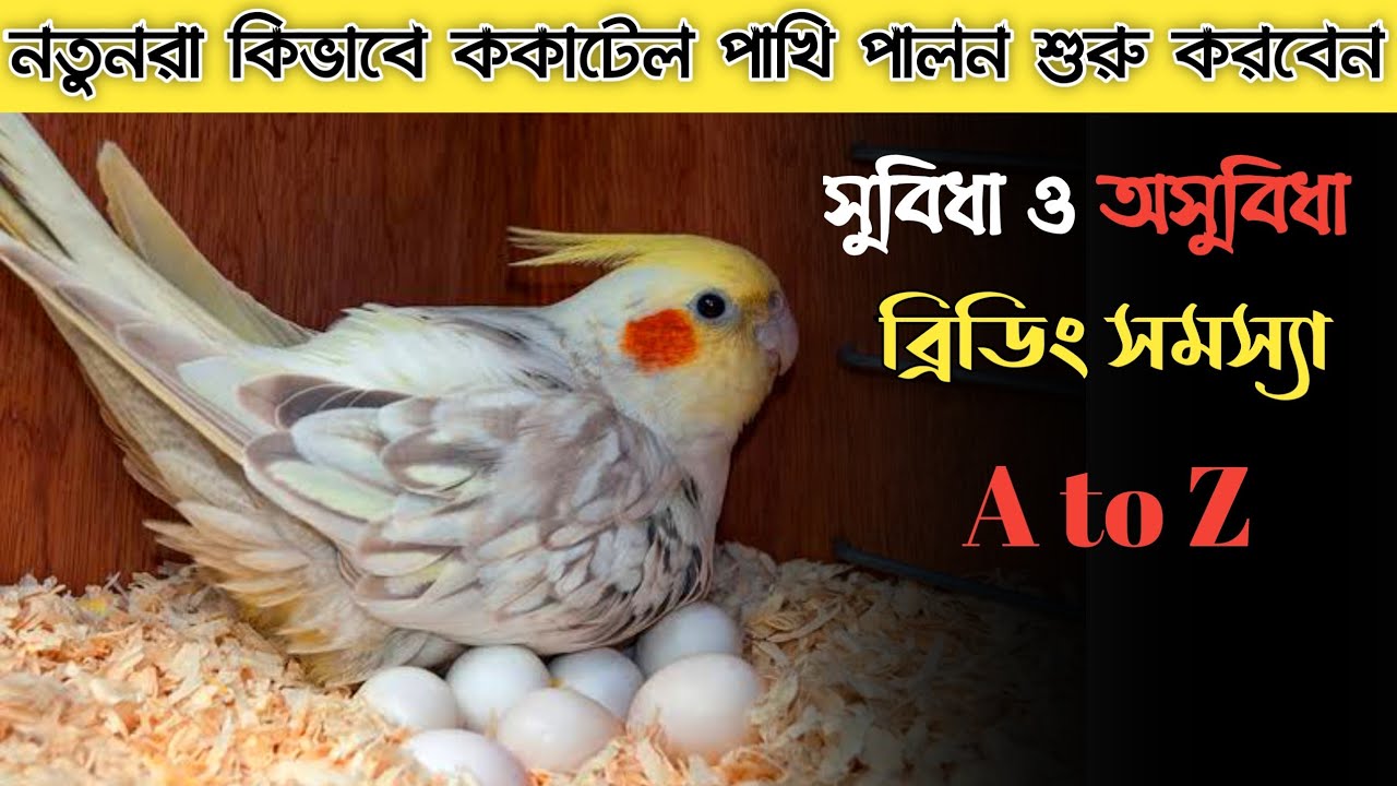 ককাটেল পাখি পালন শুরু করবেন কিভাবে!🇧🇩|| ককাটেল পালনে কি কি সমস্যার সম্মুখীন হতে পারে|| A to Z জানুন